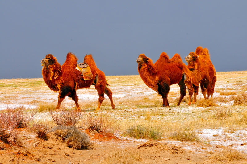 Mongolie